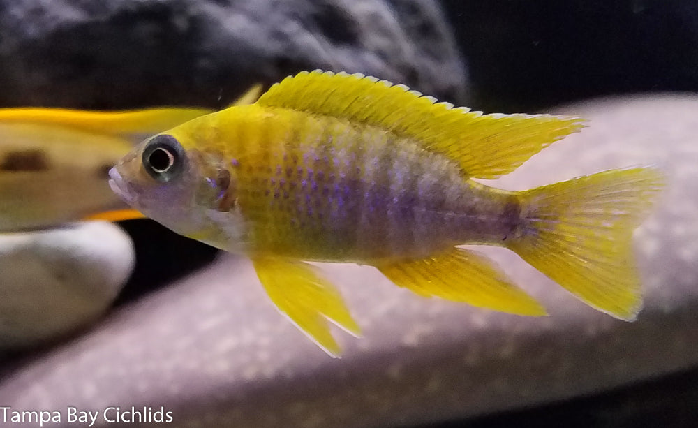 Yellow Maleri Peacock, Aulonocara sp. stuartgranti "Maleri" (All Yellow)