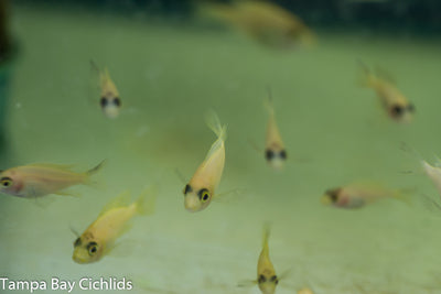 Yellow Sapphire Peacock, Aulonocara  African Cichlid