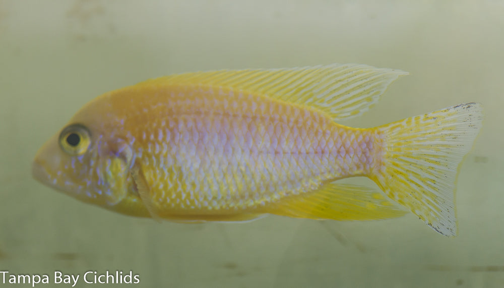 Yellow Sapphire Peacock, Aulonocara  African Cichlid