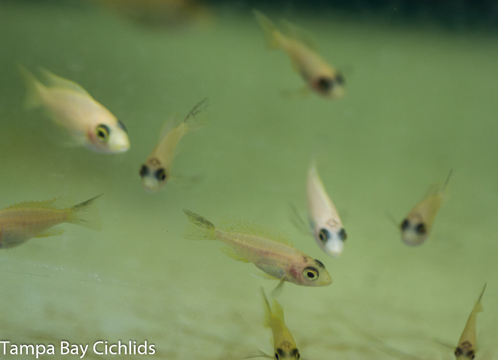 Yellow Sapphire Peacock, Aulonocara  African Cichlid