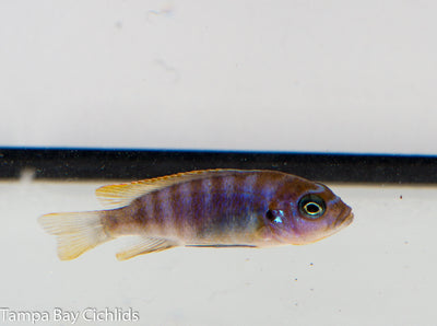 Luwino Reef Zebra, Metriaclima sp. "Zebra Chilumba" Luwino Reef