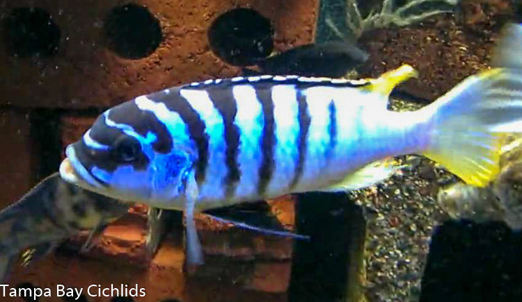 Luwino Reef Zebra, Metriaclima sp. "Zebra Chilumba" Luwino Reef