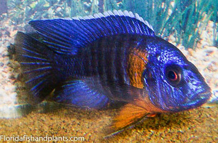 Chiloelo Peacock , Aulonocara stuartgranti "Hansbaenschi" Chileolo