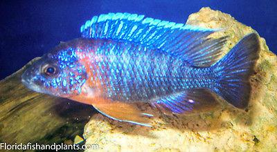 Red Shoulder Peacock (Aulonocara hansbaenschi) African cichlid