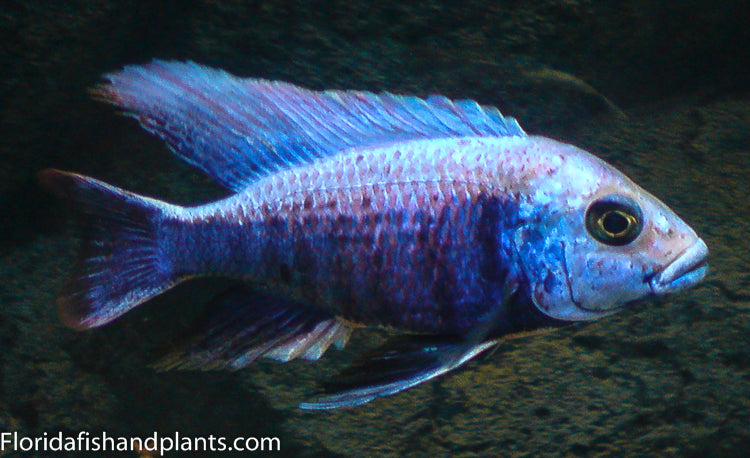 Ivory head, Copadichromis trewavasae likoma