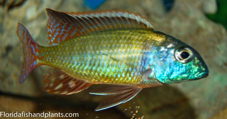 Mbawa Black Fin, Lethrinops sp.  Haplochromide, African Cichlid