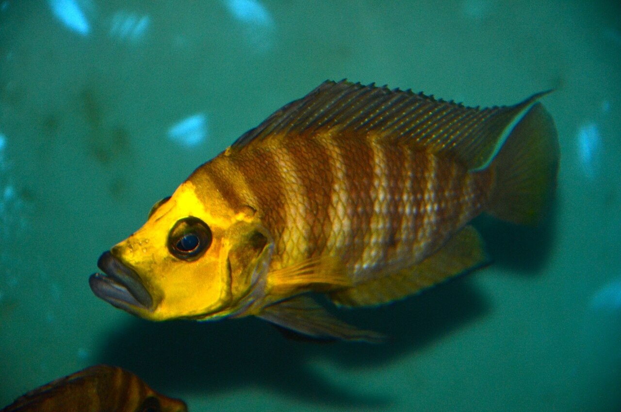 Gold Head Altolamprologus compressicep 1.25-1.5 inch