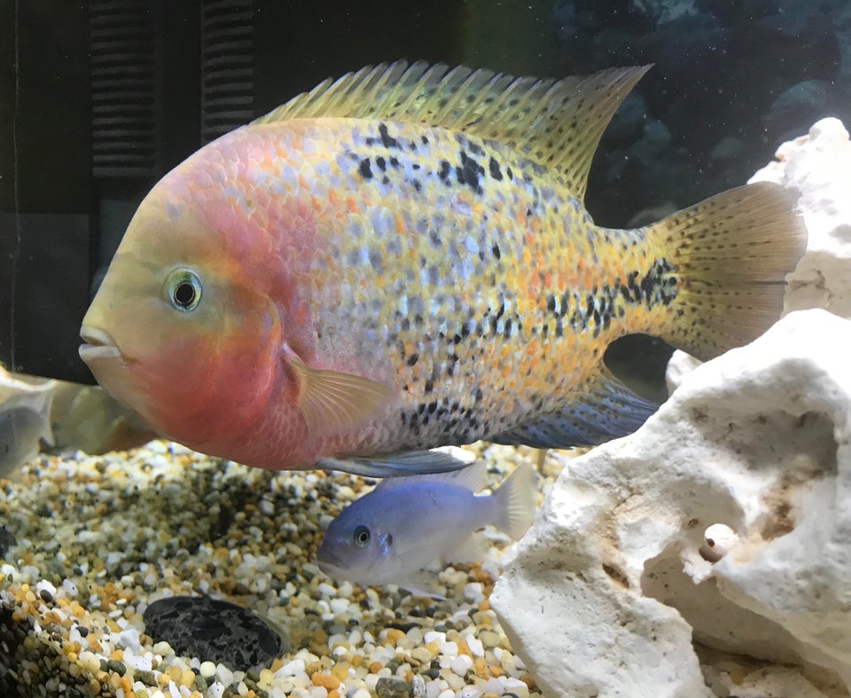 Synspilum Cichlid, Vieja Melanura