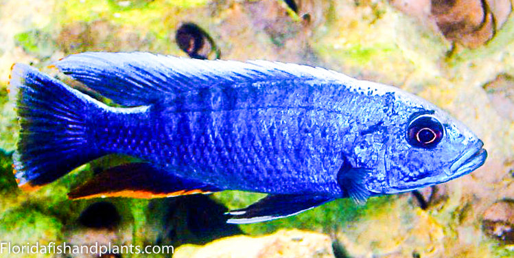 Electric Blue Ahli, Sciaenochromis ahli