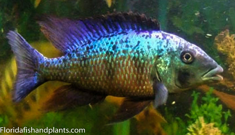 Fossorochromis rostratus