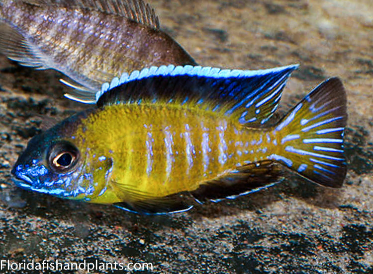 Aulonocara Usisya Flavascent Aulonocara  African Cichlid