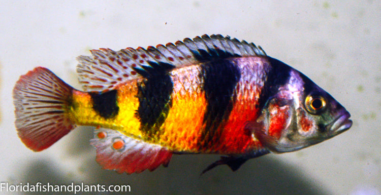 Zebra obliquiden, Astatotilapia latifasciata