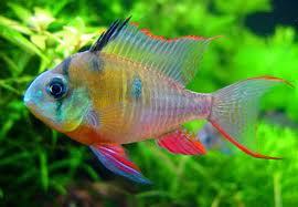 Bolivian Ram, Mikrogeophagus altispinosus