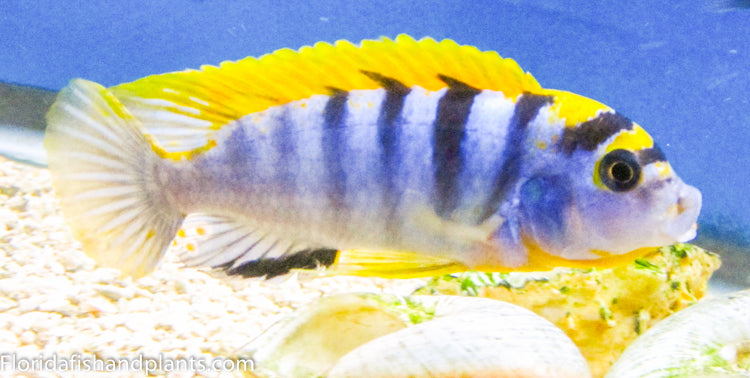 Hongi, Labidochromis Hongi Island