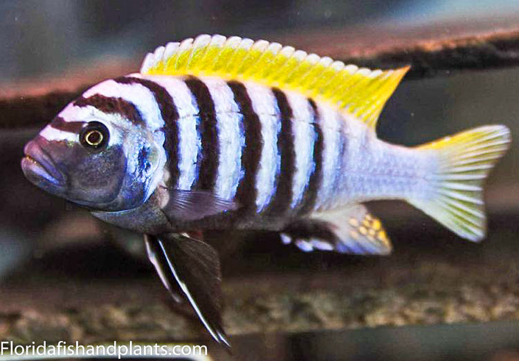 Jalo Reef Afra, Cynotilapia zebroides "Jalo Reef"