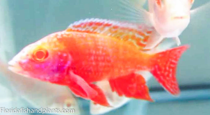 Albino Strawberry Peacock Aulonocara  African Cichlid