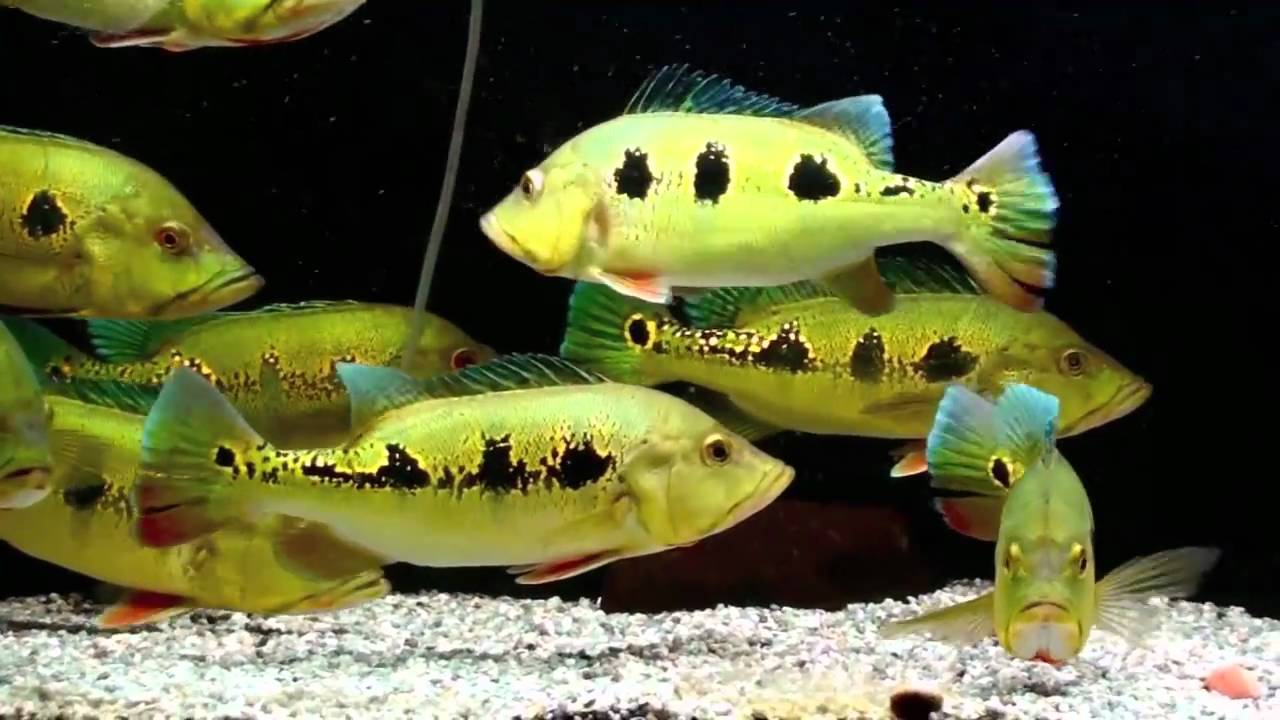 Orinoco peacock bass (Cichla orinocensis) 1..25-2.0 inch  New World Cichlid