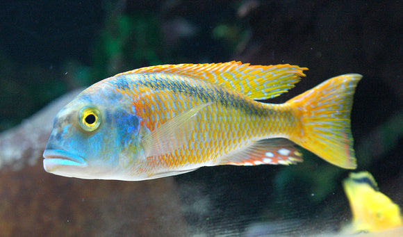 Buccochromis Nototaenia