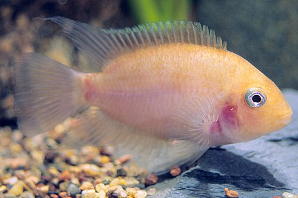 Pink Convict Cichlid (Amatitlania nigrofasciata)