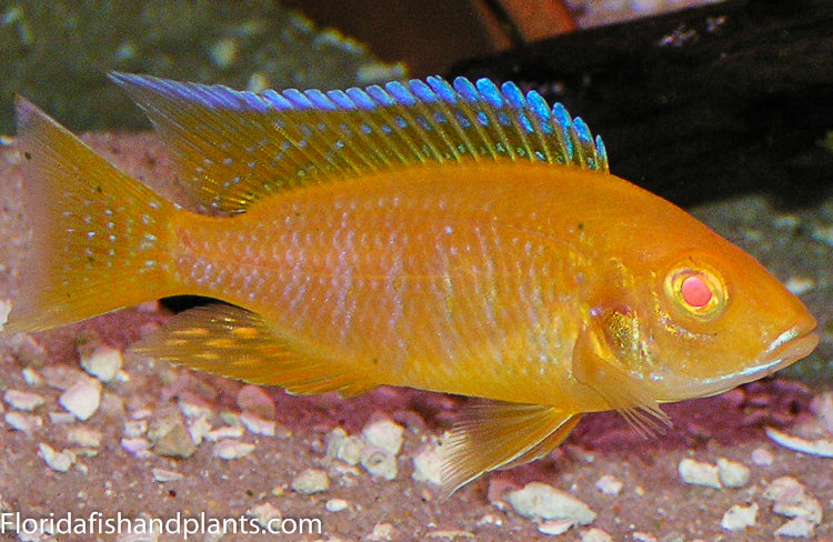 Albino Sunshine Peacock, Aulonocara baenschi (Albino)