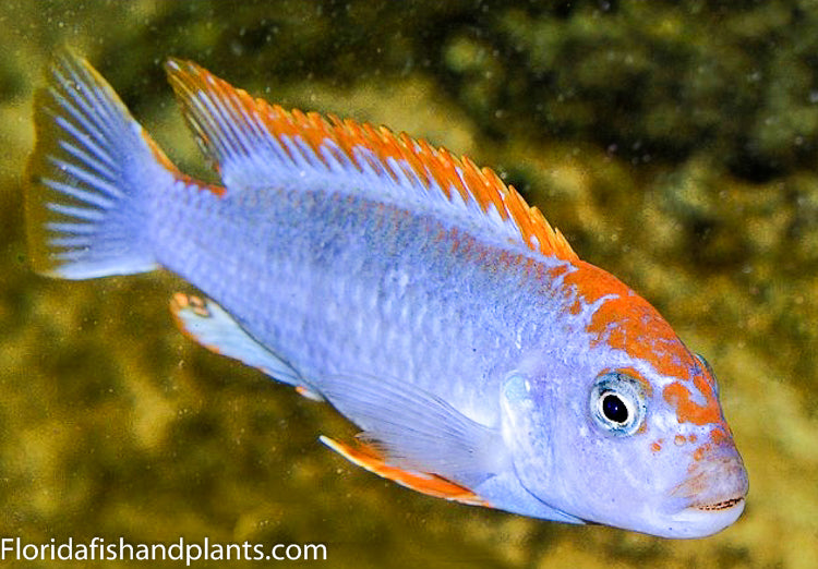 Red Top Ndumbi, Pseudotropheus sp. perspicax "Orange Cap"