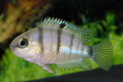 Blue Eye Cichlid, Cryptoheros cutteri 1.25-2.0 inch