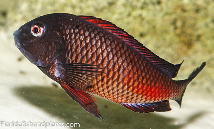 Moliro Tropheus (Firecracker) 3.25-4.0 inch Tanganyika African Cichlid