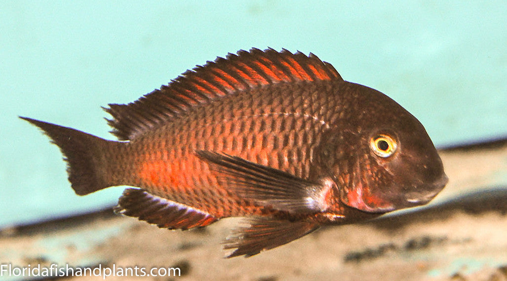 Chimba Tropheus 1.0 inch