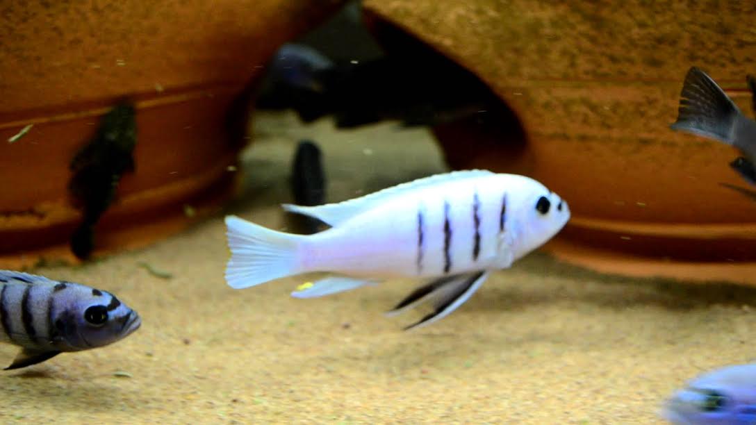 White Top Afra, Cynotilapia sp. "Hara" Gallireya Reef